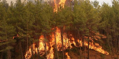 A­n­t­a­l­y­a­­d­a­ ­y­a­n­g­ı­n­l­a­r­ı­n­ ­ö­n­ü­n­e­ ­g­e­ç­m­e­k­ ­i­ç­i­n­ ­o­r­m­a­n­l­a­r­a­ ­g­i­r­i­ş­ ­y­a­s­a­ğ­ı­ ­u­z­a­t­ı­l­d­ı­